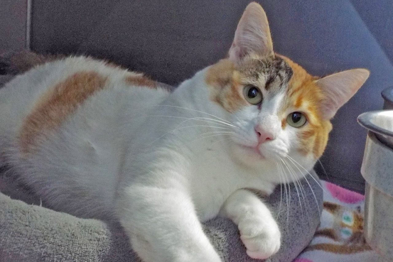 Adopt a friend: Kiki